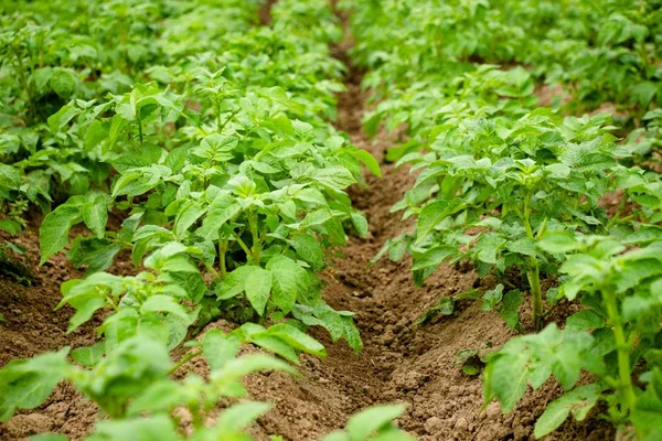 Bahçede, patates büyür. Uygun bakım ile patates çalılar güçlü ve güzel olacak ve sonuç olarak, patates kendisi-ecek var olmak iyi. Çiftlik köyü.