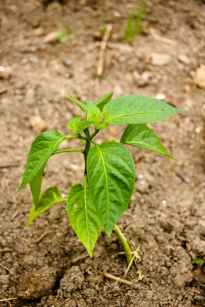 Bir çalı Bulgar biber kırmızı büyümeye başladı. Köyde bir çiftlikte bir sera çalılar büyümek.