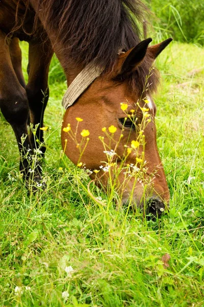 A horse in the meadow eats grass. She walks around the village alone decorating the surrounding area. Very beautiful and noble animal.
