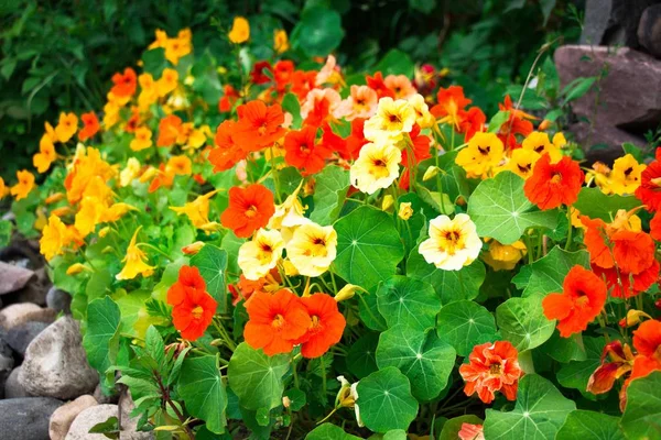 Bu güzel çiçek süt içinde farklı tonları, kırmızı bir çit-taş duvarda bir bahçede büyür.