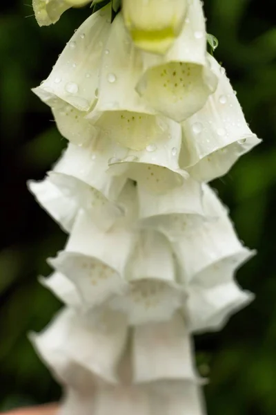 Bílá Kouzelné Květiny Zahradě Všechny Kapky Dešti Velmi Pěkný Pohled — Stock fotografie