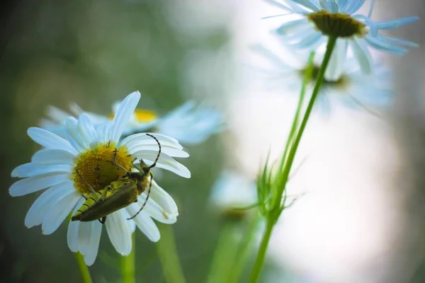 Güzel beyaz papatya Tarih ormandaki bir glade çiçek yeşil böcek büyük antenler ile oturur.