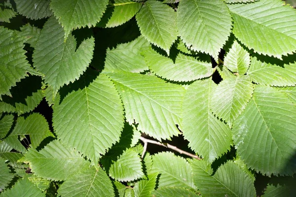 Ağacın gölgesinde ağacının yaprakları biraz güneş tarafından aydınlatılmış