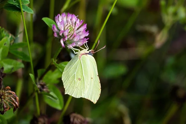 Bir kelebek mor bir çiçek üzerinde yeşil bir renk tonu, vahşi bir ormanın ortasında bir çayır üzerinde nektar toplar.