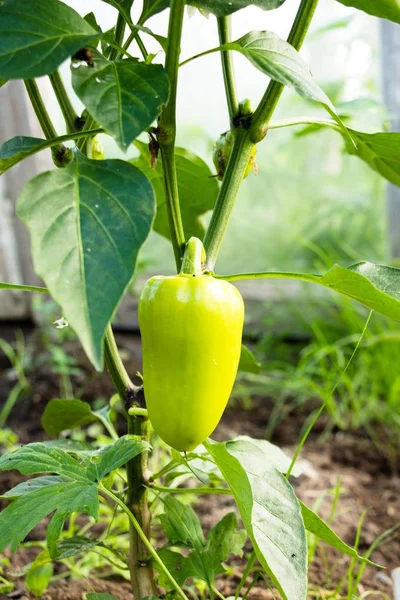 Sera sebze köyün içinde yeşil biber