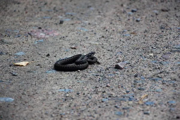 Zehirli yılan Viper ile edikula, gri renkte bir orman yolu üzerinde bir yüzük yatıyor