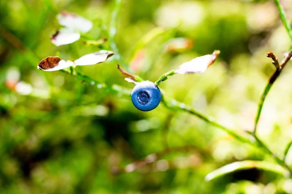 Una Bacca Ribes Nero Ramo Una Radura Una Foresta Autunno — Foto Stock