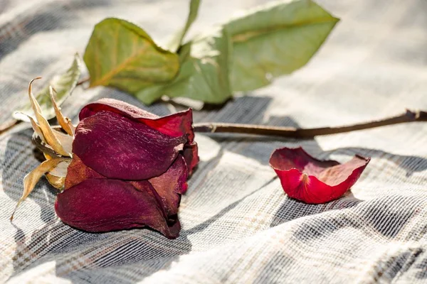 A beautiful and dry flower garden rose lies on a linen cloth in a box, ryami lie dry leaves and petals