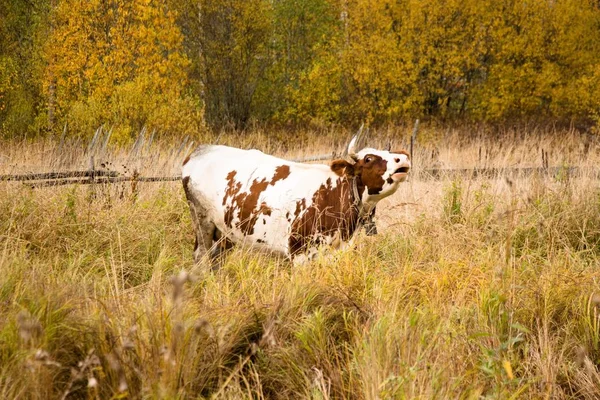 Large Adult Cow Eats Grass Mows Pasture Countryside — Stock Photo, Image