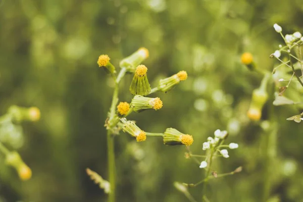 Infiorescenza Fiori Piccoli Insolitamente Belli Che Non Sono Ancora Sbocciati — Foto Stock