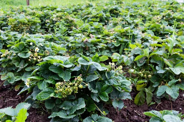 Çilek şehir dışında büyük bir alan. Çalılar çilek büyük ve su kuyusu-damat onlar kez sulanan, berry hala yeşil olduğunu. Çilek bir yeri vardır ve iyi bir hasat bekleniyor.