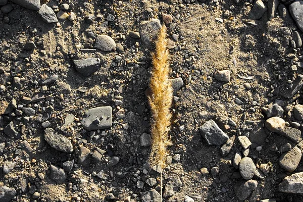 Güneşin parlak ışınları altında taşların yüzeyinde yırtık bitkinin sarı ve kuru spike yatıyor.