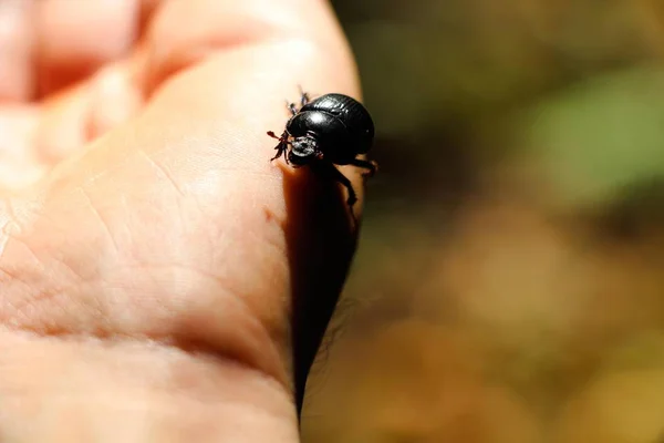 Ein Kleiner Schwarzer Käfer Wird Auf Dem Arm Des Mannes — Stockfoto