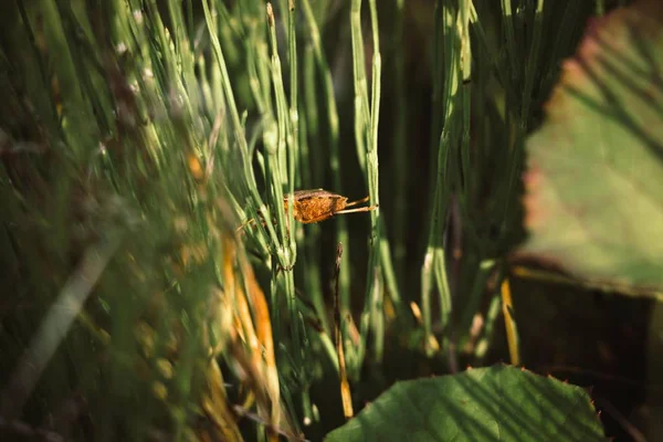 Grubej Trawy Słonecznej Łące Mały Chrząszcz Wyłazi Trawy Jeden Drugiego — Zdjęcie stockowe