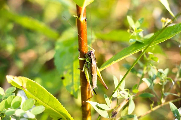 Çimenlerin üzerinde SAP büyük bir çekirge, bir uzun mesafe atlama sağlayan çimenlerde yaşıyor ve güçlü arka ayakları olan bu güzel böcek oturur..