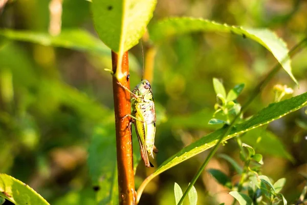 Çimenlerin üzerinde SAP büyük bir çekirge, bir uzun mesafe atlama sağlayan çimenlerde yaşıyor ve güçlü arka ayakları olan bu güzel böcek oturur..