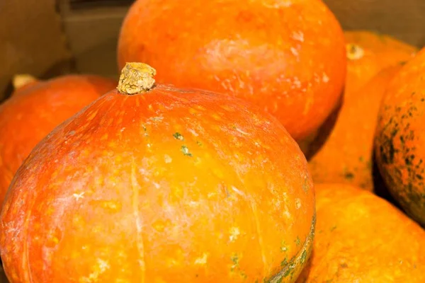 Bir kaç Taze kabak turuncu renk kutusunda vardır. Onlar gıda onların kullanıma hazır, Helowin tatil için gitmek.