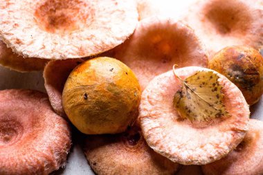 Fresh mushrooms, called pink wave, lie on a paper surface. Among the mushrooms lies a yellow leaf and other fungi. These are very tasty mushrooms for pickles of the, from Latin - Lactrius torminsus. clipart
