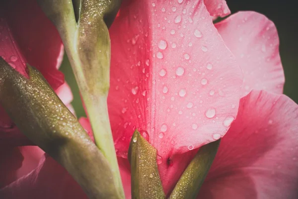 Beautiful petals of a pink flower. Drops of water gathered on the petals after the autumn rain. Very beautiful in vintage style.