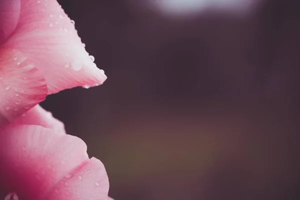 Güzel pembe bir çiçeğin taçyapraklarını. Su damlaları Sonbahar yağmur sonrası yaprakları üzerinde toplandı. Vintage tarzı çok güzel.