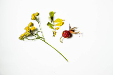 A değişiklik-in sonbahar yaprakları, kır çiçekleri ve yabani gül beyaz bir arka plan üzerinde. Bunlar orman glade içinde kuru ve toplanan. Sonbahar Yılın en güzel zamanı.