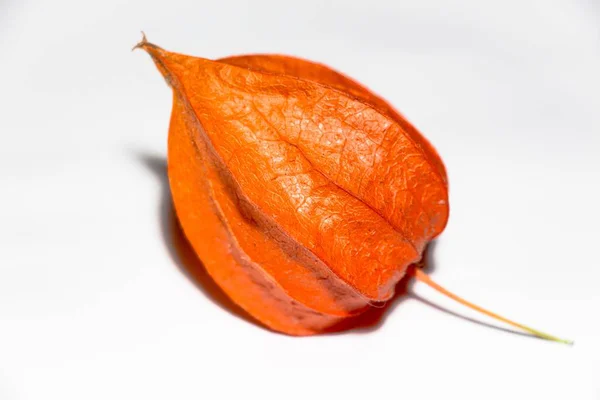 Красивый Плод Цветка Который Достиг Земли Осенью Ярко Оранжевый Цвет — стоковое фото