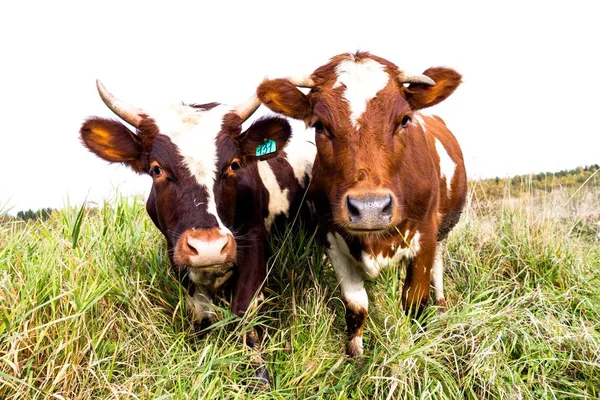 Two Beautiful Young Cows Eat Grass Field Cows Live Farm — Stock Photo, Image