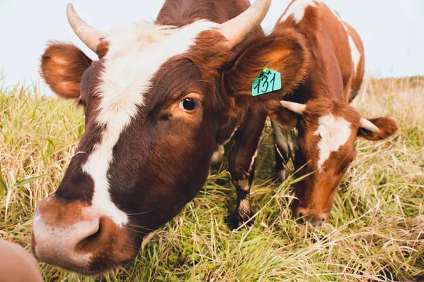 Kaksi Kaunista Nuorta Lehmää Syö Ruohoa Pellolla Lehmät Asuvat Maatilalla — kuvapankkivalokuva