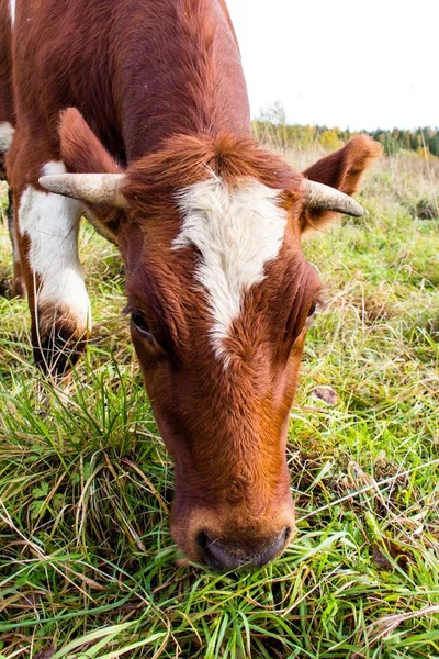 Young Beautiful Cow Eats Grass Pasture Cows Live Farm Bred — Stock Photo, Image