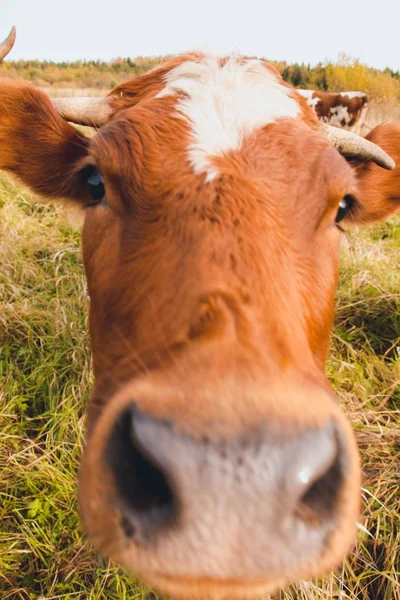 Very Curious Young Cow Cows Live Farm Bred Extraction Tasty — Stock Photo, Image