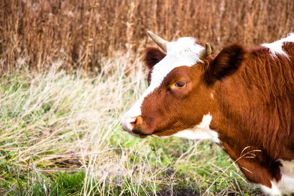 Young Beautiful Cow Pasture Cows Live Farm Bred Extraction Tasty — Stock Photo, Image