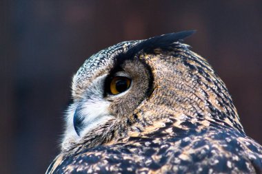 Kahverengi ve koyu kahverengi renk tüylü sarı gölge büyük güzel gözlü bir baykuş için Doğum güzel bir kuş. Yırtıcı kuş ve küçük hayvanlar için tehlikeli olduğunu.