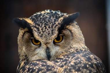 Kahverengi ve koyu kahverengi renk tüylü sarı gölge büyük güzel gözlü bir baykuş için Doğum güzel bir kuş. Yırtıcı kuş ve küçük hayvanlar için tehlikeli olduğunu.
