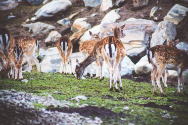 Küçük ve Genç benekli geyik sürüsü kayalar ve taşlar arasında mera üzerinde ot yemek.