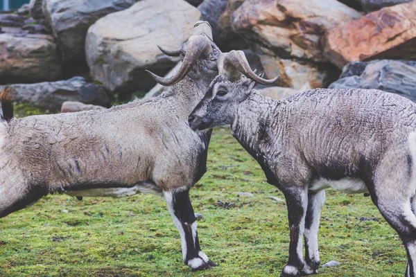 Rams kalın gri saçlı yün ve büyük bükümlü boynuzları ile cinsi iki güzel hayvan yan yana bir kayalık alanda mera üzerinde durmak. Yedek olarak canlı hayvanlar.