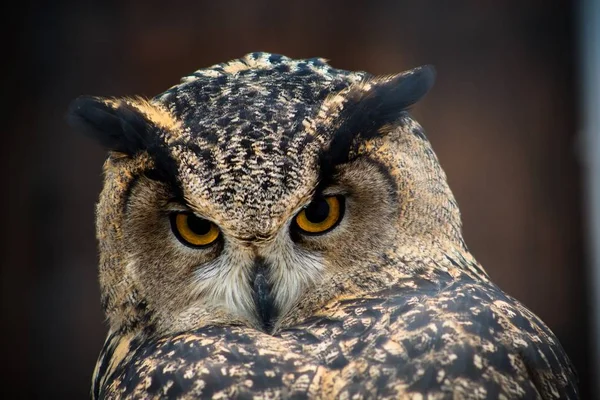 Kahverengi ve koyu kahverengi renk tüylü sarı gölge büyük güzel gözlü bir baykuş için Doğum güzel bir kuş. Yırtıcı kuş ve küçük hayvanlar için tehlikeli olduğunu.