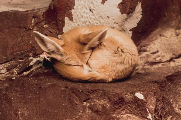 Bir tilki gibi görünüyor güzel bir küçük hayvan kırmızı taş kıvrılmış uyuyor. Sıcak seviyor.