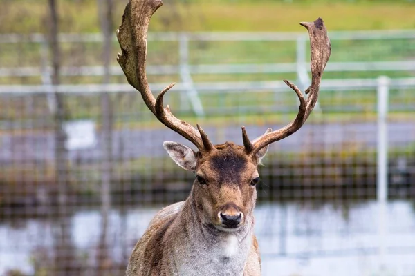 Beautiful young deer with big horns on the territory of the reserve. He is preparing for the harvest of his beautiful horn. Beautiful wildlife animals that need to be protected.