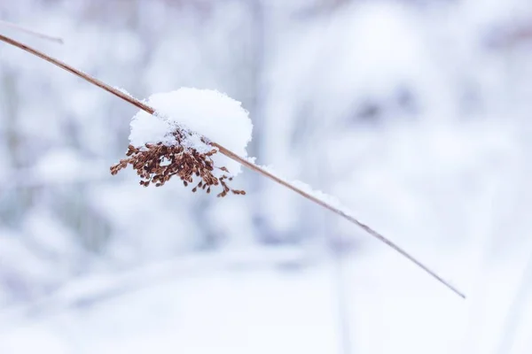 Dry seeds of a grassy plant are bent under the weight of winter snow. Nature is very beautiful and mysterious in winter.