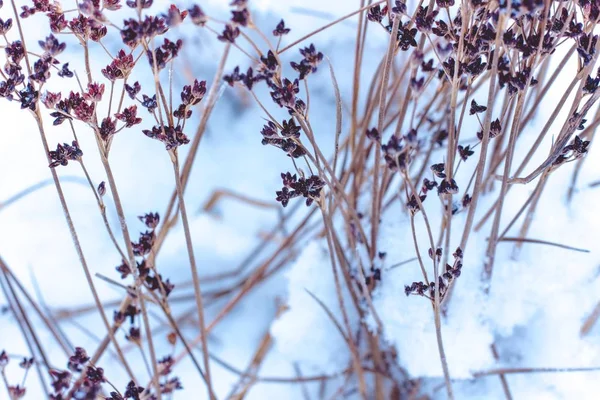 小さな雪に覆われた空き地の草が茂った植物の花を乾燥します 冬の自然の美しい詳細 — ストック写真