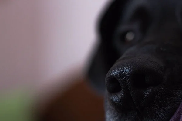 Sevgili Aile Içi Köpek Kim Yatıyor Uykuya Çalışır Siyah Saçlı — Stok fotoğraf