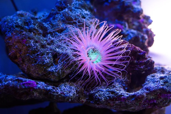 An underwater animal that grows on corals. Its long tentacles float on the water course.