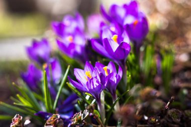 Mor Çiğdem çiçekleri ılık bahar güneşinden çiçek açtı. Sıcak bahar doğa canlanıyor ve parlak renkler alır.