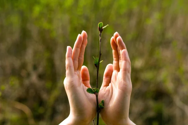Gentle female hands hug a small plant sprout. Hands protect the burgeonous sprout from the surrounding factors.