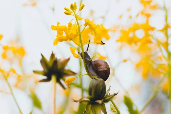 Una Radura Forestale Tra Bellissimi Fiori Gialli Una Lumaca Sta — Foto Stock