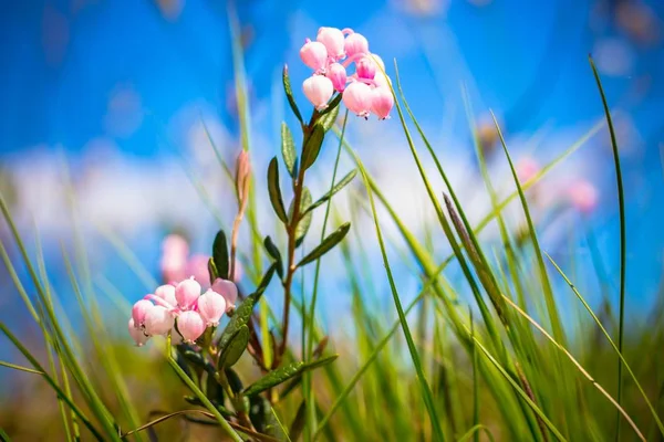 Among the grass in the warm rays of the summer sun berries cranberries bloom. The berry grows in the swamp and has a pink hue.