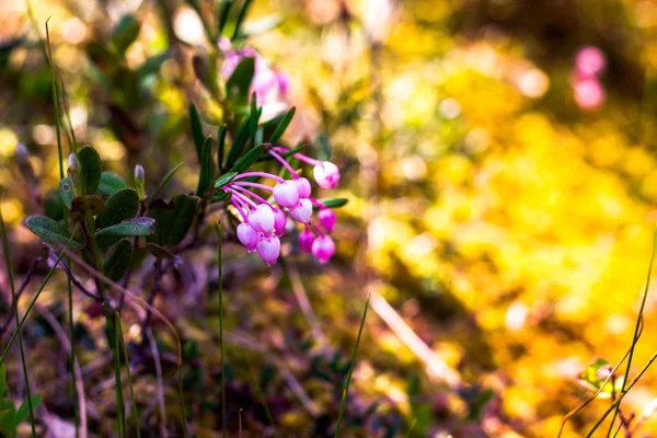 Yaz güneşi kızılcıklarının sıcak ışınlarında çiçek açar. Berry bataklıkta yetişir ve pembe bir tonu vardır.