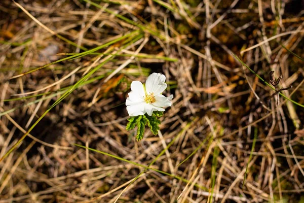 Une Seule Fleur Cloudberry Blanc Vif Les Myrtilles Sont Une — Photo