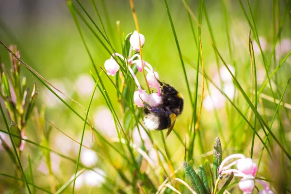 Large Beautiful Bumblebee Sits Pink Cranberry Flower Шмель Собирает Нектар — стоковое фото