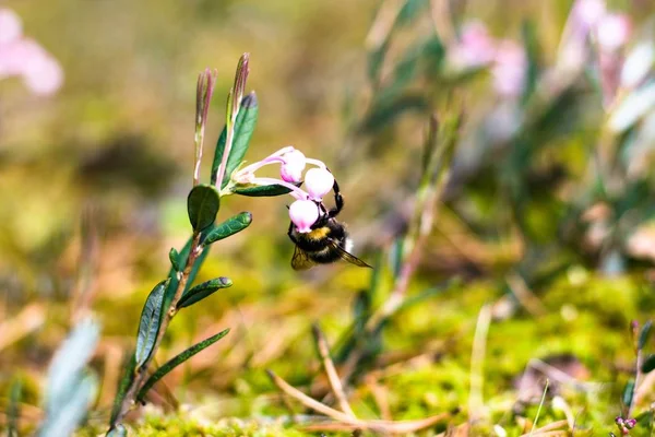 Büyük bir güzel yaban arısı pembe kızılcık berry çiçek oturur. Bumblebee güneşli bir çayırda çiçeklerden nektar toplar.